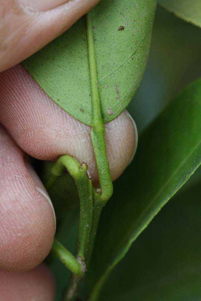              Petiole (Riverside, CA)       